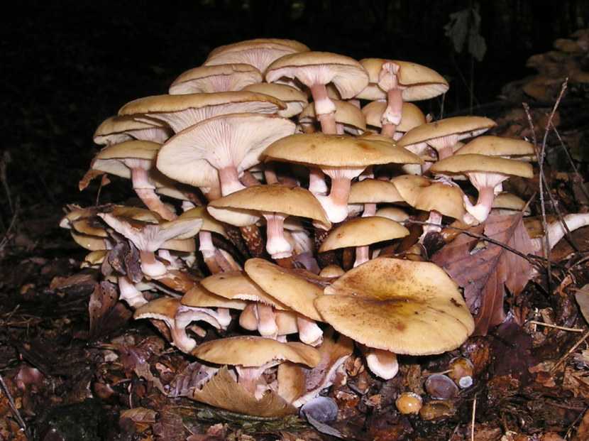 Ложные грузди: как отличить грибы, фото