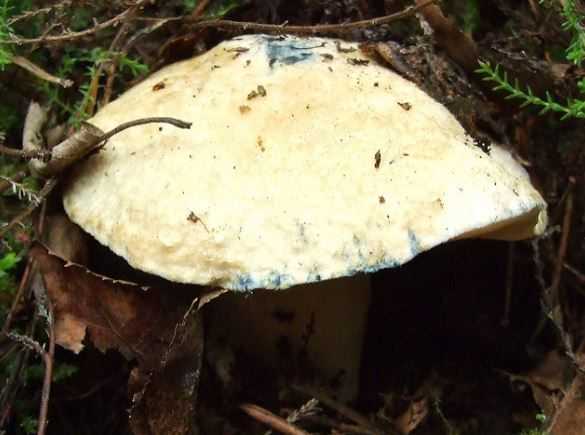 Синяк – редкий краснокнижный гриб