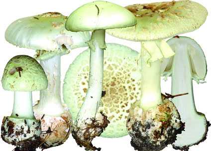Поганковидный мухомор: употребление и сходство с другими грибами