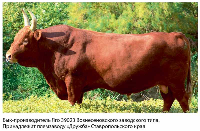 Калмыцкая порода коров: описание, характеристика, фото