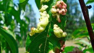 Курчавость листьев персика: причины заболевания, меры борьбы, лечение, обработка персиков от курчавости народными средствами