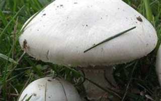 Шампиньоны - съедобные грибы | описание, фото и видео