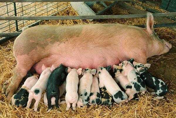 Свиноводство в домашних условиях: преимущества выращивания в домашних условиях, выбор породы. Уход за новорожденными поросятами, выращивание свиней по канадской технологии.