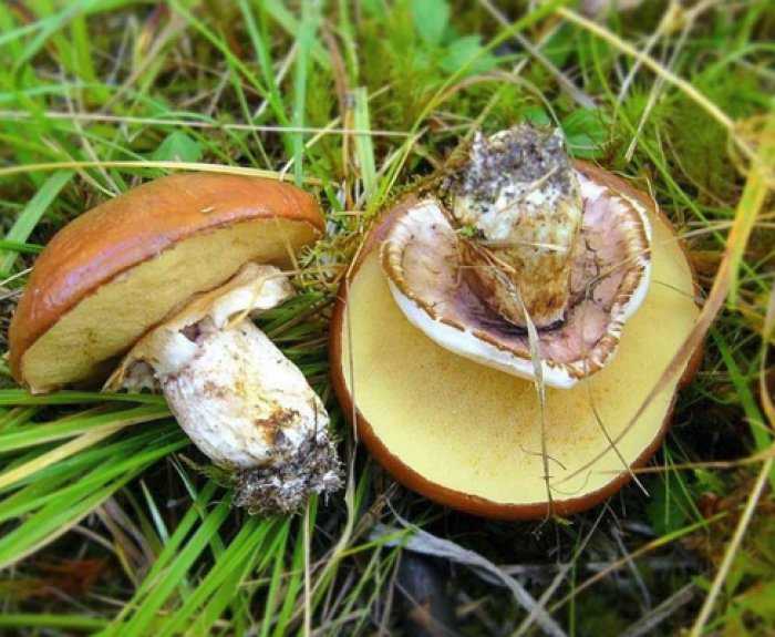 Ложноопенок кирпично-красный (ложный, hypholoma lateritium): съедобный или нет, как выглядят грибы, где и как растут