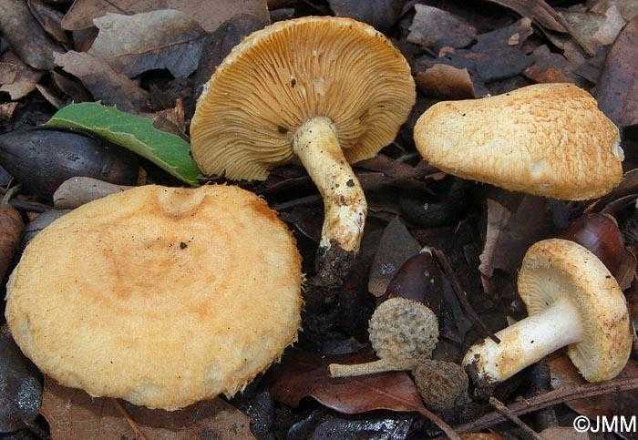 Млечник белый – гриб, нуждающийся в дополнительной обработке | огородники