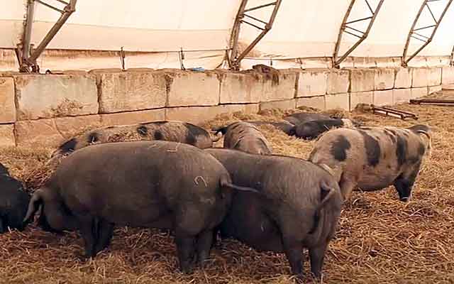 Использование глубокой подстилки с бактериями при содержании свиней