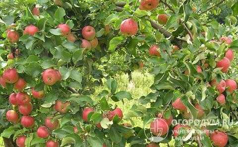Сорт яблони августа, описание, характеристика и отзывы, а также особенности выращивания данного сорта