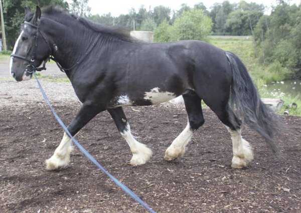 Владимирская порода лошадей: тяжеловоз, характеристики, разведение, особенности, фото и видео, описание