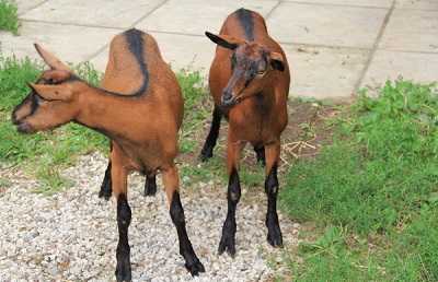 Чешская порода коз: описание породы