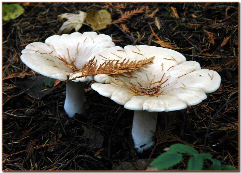Белый степной гриб (pleurotus eryngii): информация, где растет, фото