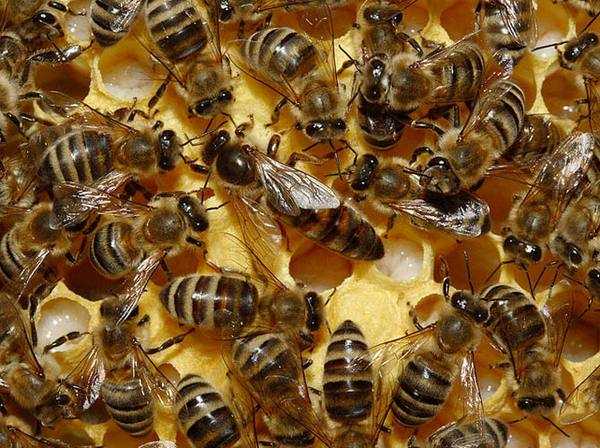 Значение ролевых и свищевых маточников для пчеловода