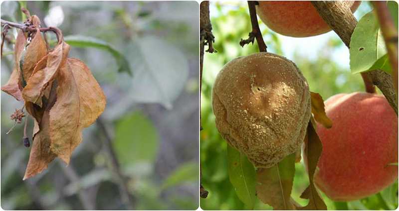 Об абрикосе амур: описание и характеристики сорта, посадка, уход, выращивание