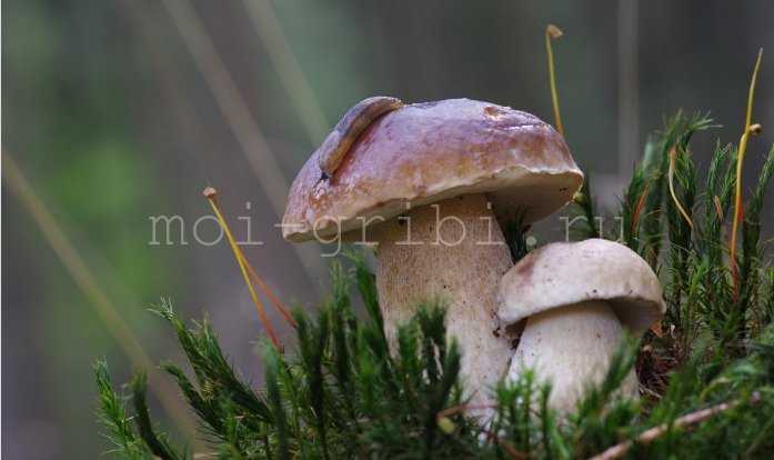 Топ-10 популярных съедобных грибов: фото и описание - занимательная болтология - медиаплатформа миртесен