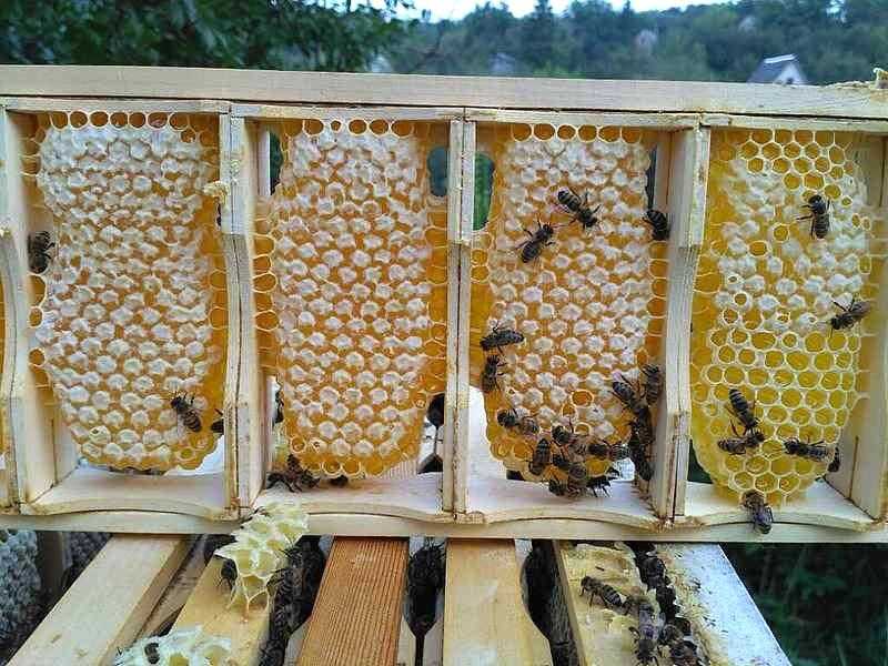 Сон на ульях. как усыпляют пчёлы и чем полезен для организма такой отдых