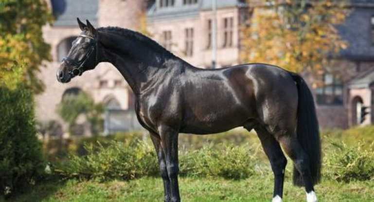 Голштинская порода лошадей: описание и особенности, правила содержания