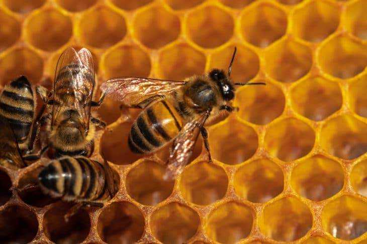 Строение и польза пчелиных сот