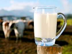 Почему молоко у коровы становится горьким