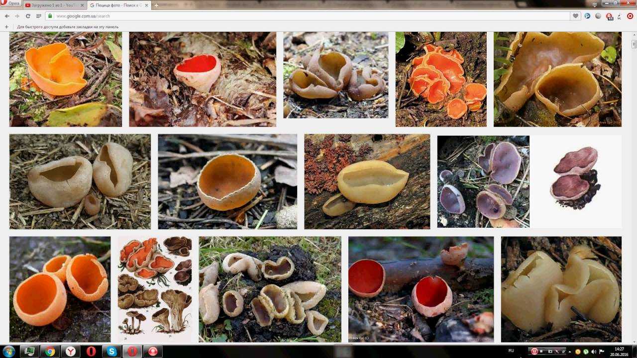 Опенок ссыхающийся (бескольцовый, desarmillaria tabescens): как выглядят грибы, где и как растут, съедобный или нет, как готовить
