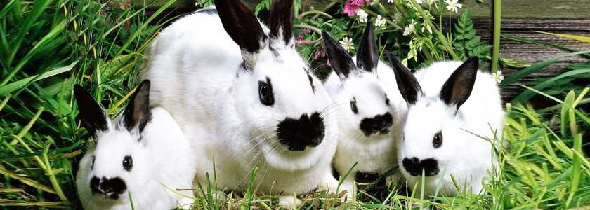 Миксоматоз у кроликов - лечение в домашних условиях болезни, можно ли есть мясо больного