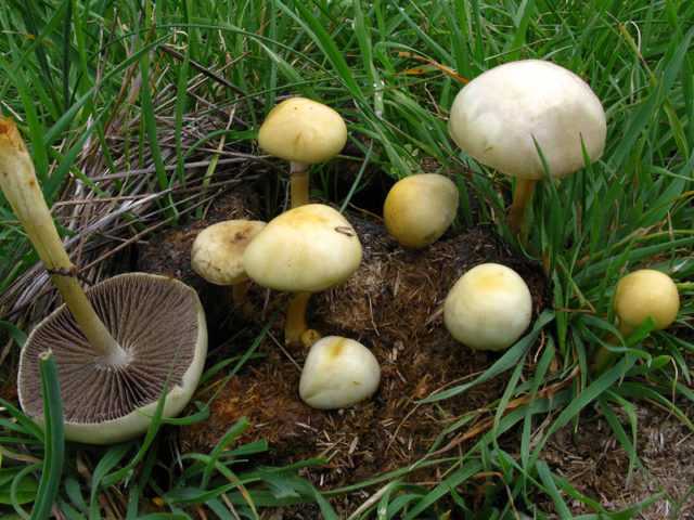 Условия развития и виды грибов, разрушающих древесину -