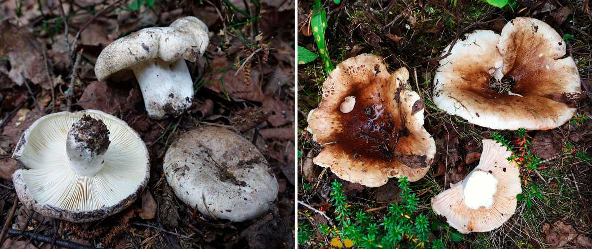 Как отличить белые грузди от горчака и ложного: видео, фото и основные отличия съедобных грибов