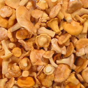 Срок годности шампиньонов свежих, консервированных и приготовленных, если держать в холодильнике: от чего он зависит и какие условия хранения нужны грибам?