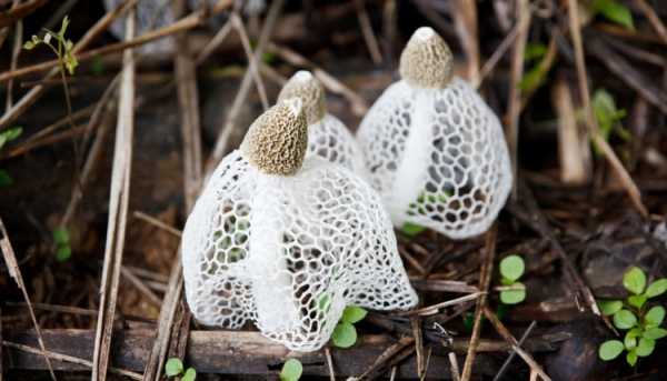 Шпальный гриб — описание, где растет, ядовитость гриба
