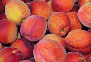Сорта персиков: ранние, средние, поздние, с фото, названием и описанием, сроки созревания