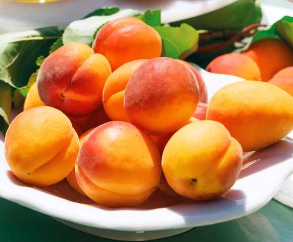 Особенности абрикоса восторг
