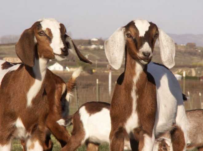 Нубийские козы: описание породы, фото, цена