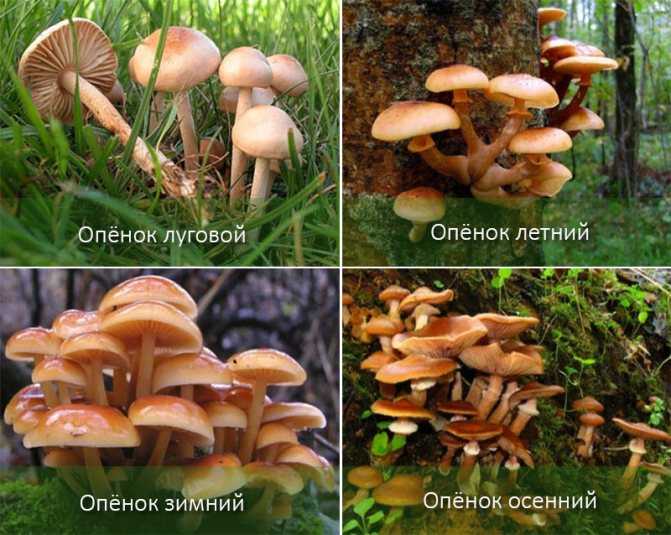 Когда пойдут опята в подмосковье в 2020 году: сроки появления грибов весной, летом и осенью, грибные места и отличия от ложных опят