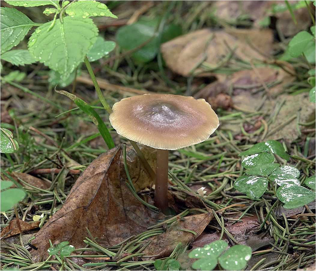 Коллибия (удемансиелла) широкопластинчатая (megacollybia platyphylla): как выглядят грибы, где и как растут, съедобны или нет