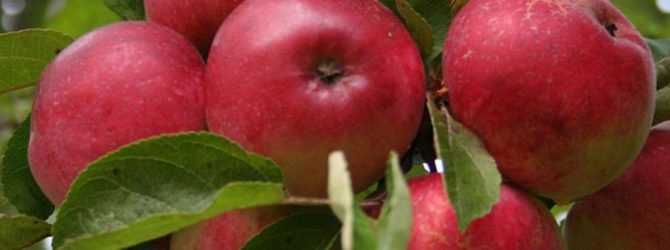 Яблоня «орлик»: описание сорта, фото и отзывы