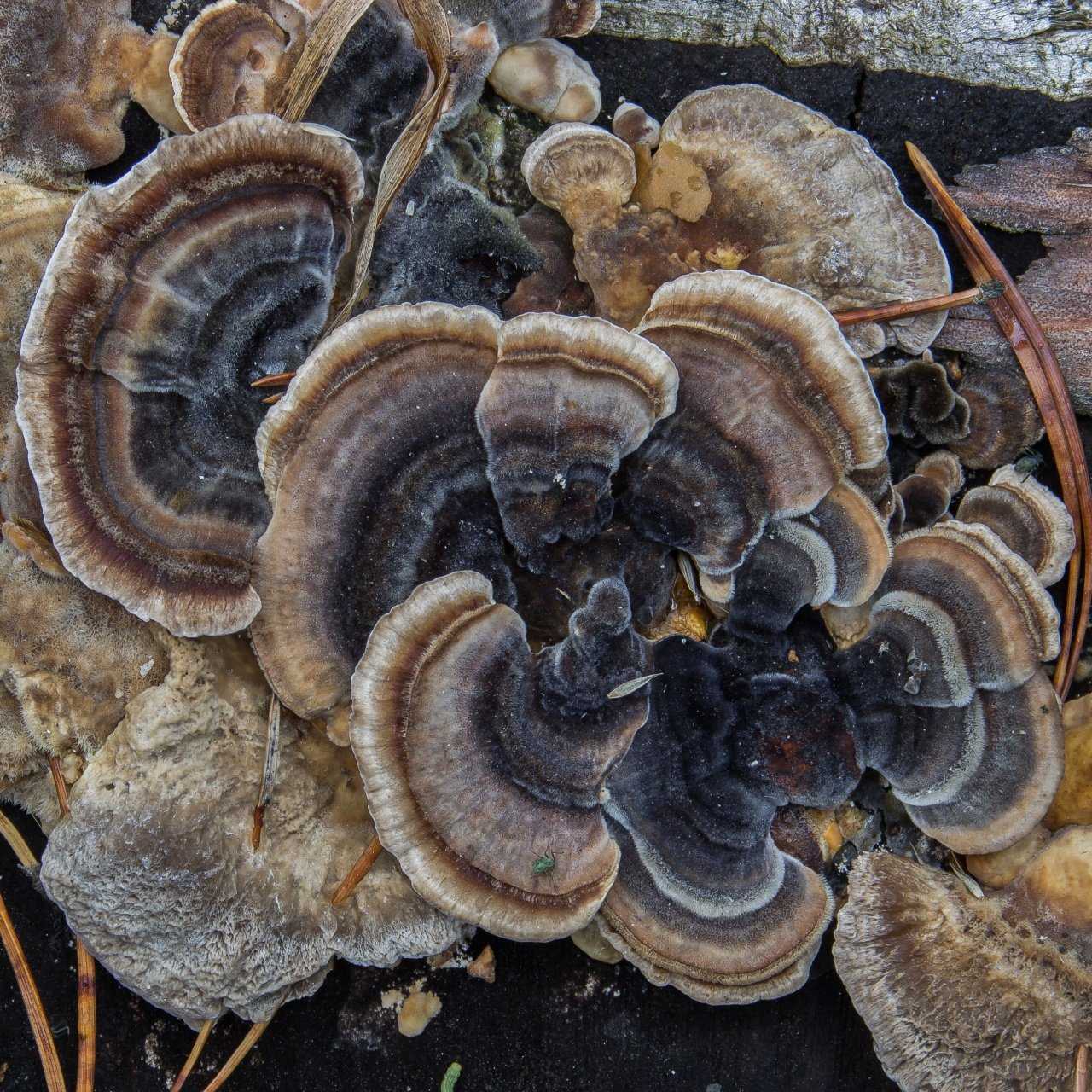 Траметес разноцветный – лечебный гриб