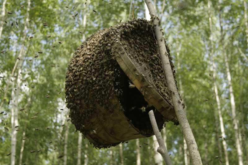 Ловля роев ловушками, как поймать диких пчел в лесу, как поймать свой рой: видео инструкции
