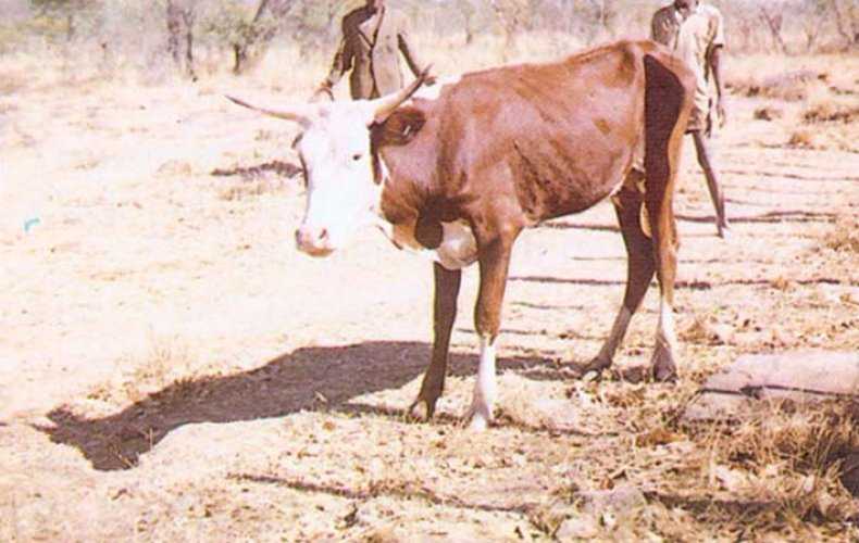 Бабезиоз крупного рогатого скота - болезни коров