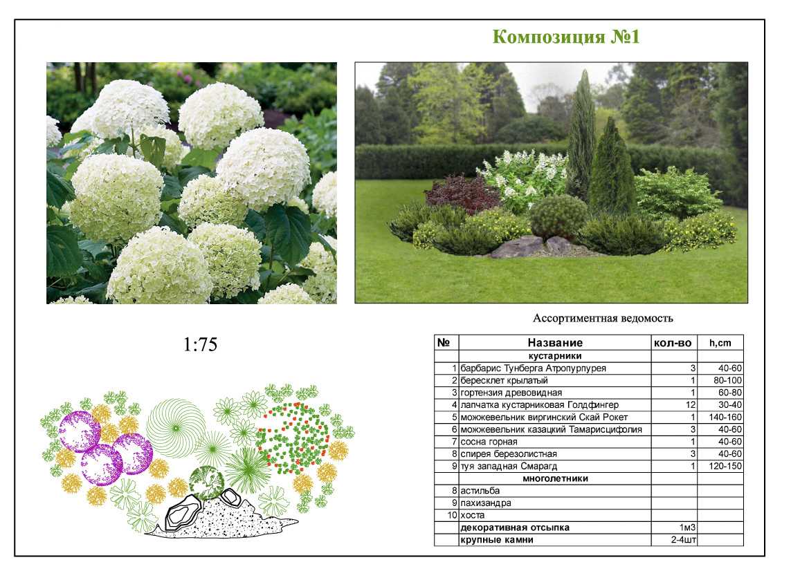 Вечнозелёные растения для сада (фото): название и описание. использование в ландшафтном дизайне