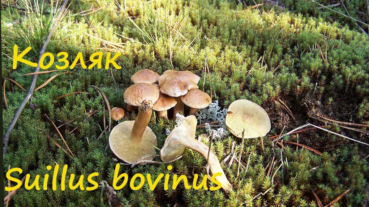 ✅ как выглядят грибы козлята. грибы козлята ложные: как отличить от съедобных, инструкция с фото и описанием - живой-сад.рф