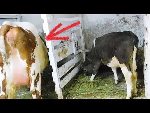 Послеродовой парез у коров: лечение препаратами nita-farm
