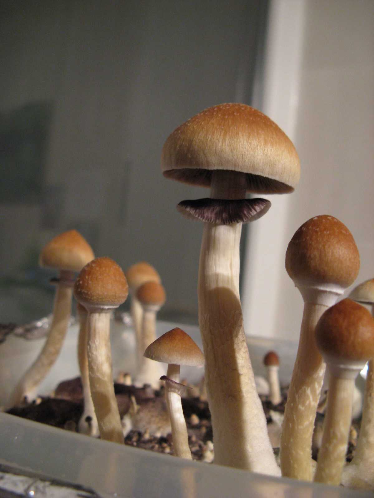 Выращивание грибов Psilocybe cubensis в индивидуальном масштабе варьируется...