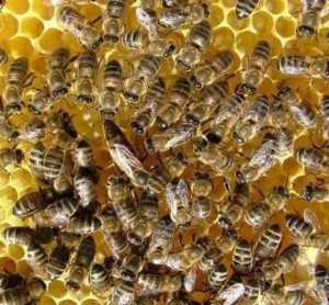 Пчеломатка: как выглядит, какие функции выполняет в улье, какие существуют виды, как отличить плодную матку от неплодной. Каким образом осуществляется вывод пчеломатки и облет.