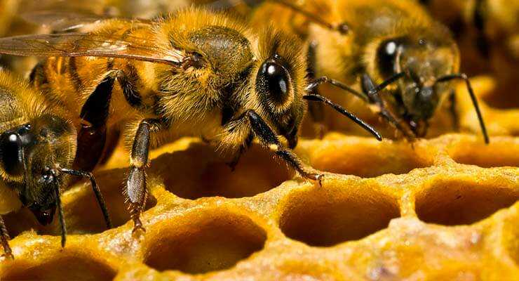 Виды и чертежи павильонов для пчел