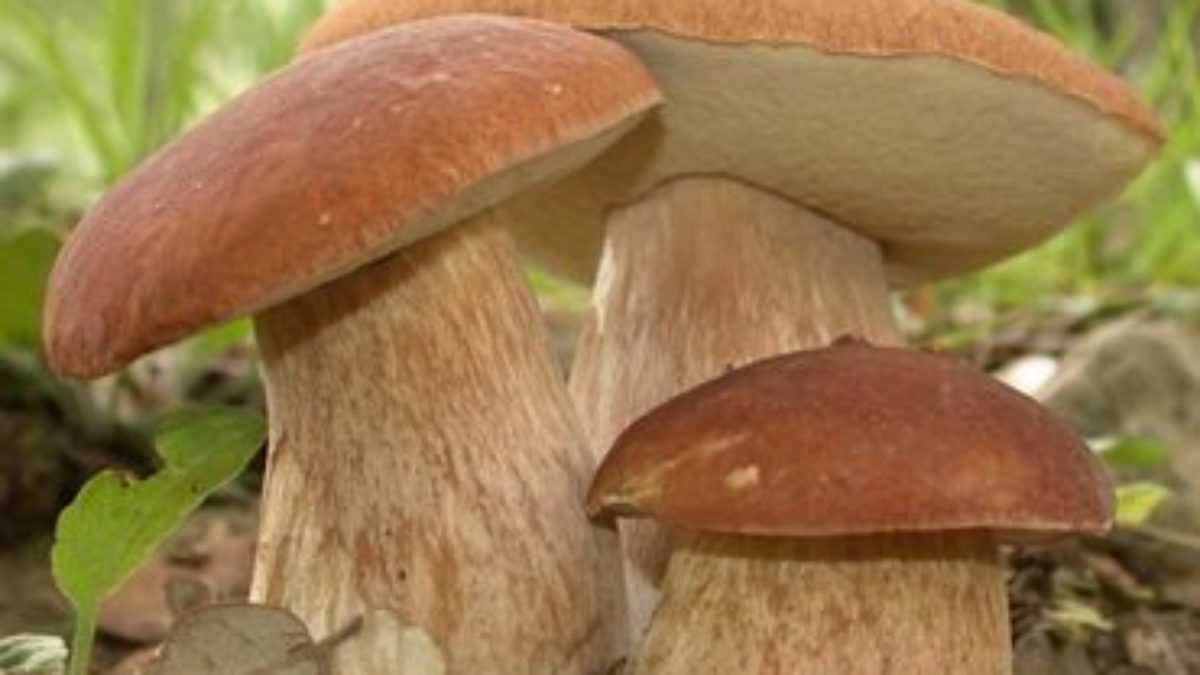 Боровик - белый гриб или царь грибного царства: фото описание, рецепты, картинка в лесу