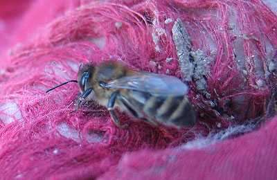 Виды весенних работ с пчелами и методика их проведения на пасеке