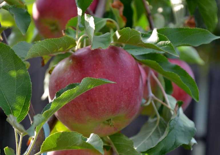 Яблоня рудольф: описание и фото цветущего дерева и его плодов, отзывы садоводов