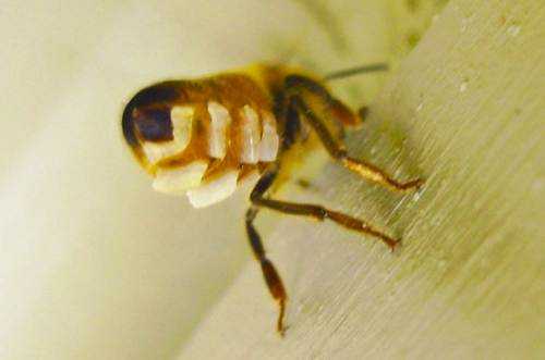 Пчелиные соты: польза, состав и как хранить мёд