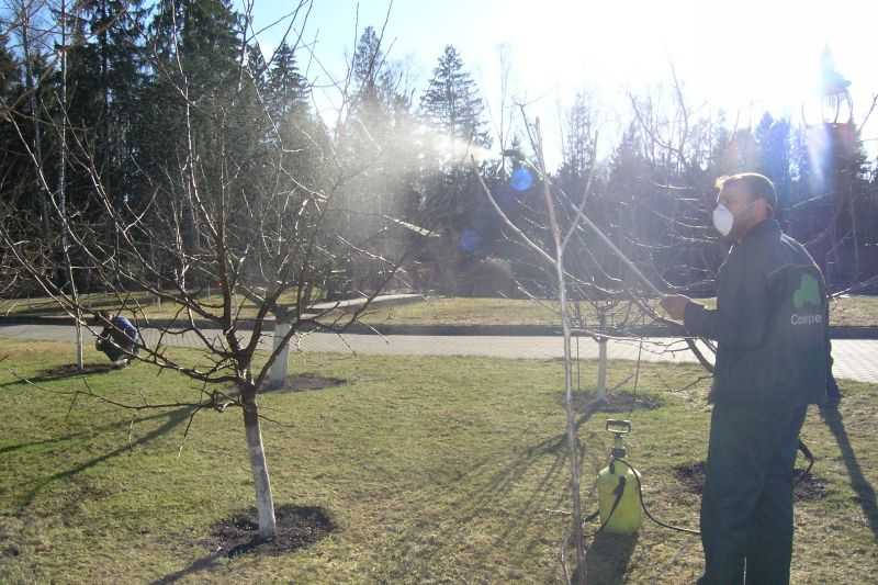 Чем опрыскать деревья весной от болезней и вредителей по фазам