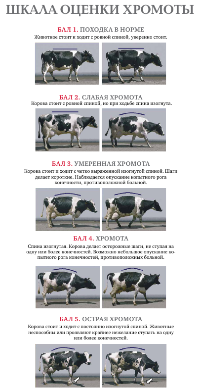 Копытная гниль у коров: причины, симптомы, фото, чем лечить