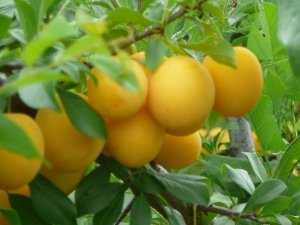 Плодовое дерево слива: описание лучших сортов, уход и условия выращивания в открытом грунте