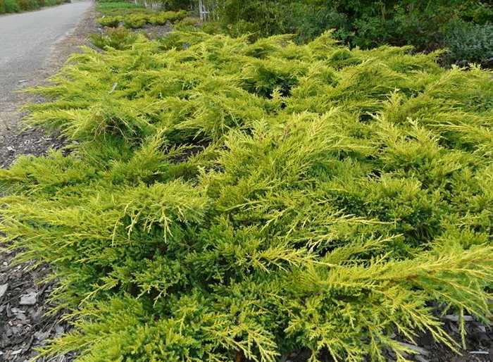 Можжевельник средний голд стар (juniperus media gold star)